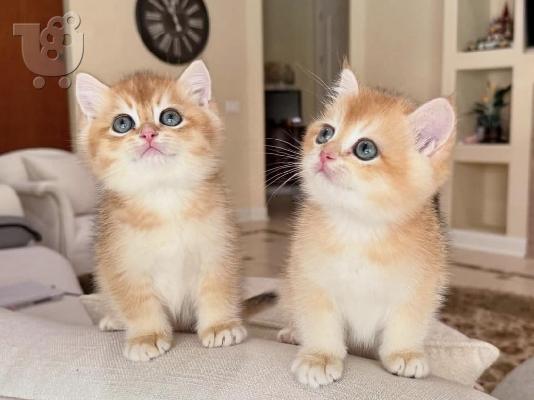 PoulaTo: Σκωτσέζικες Fold/Straight Kittens Προς Πώληση
